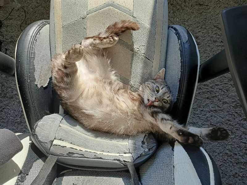 cat